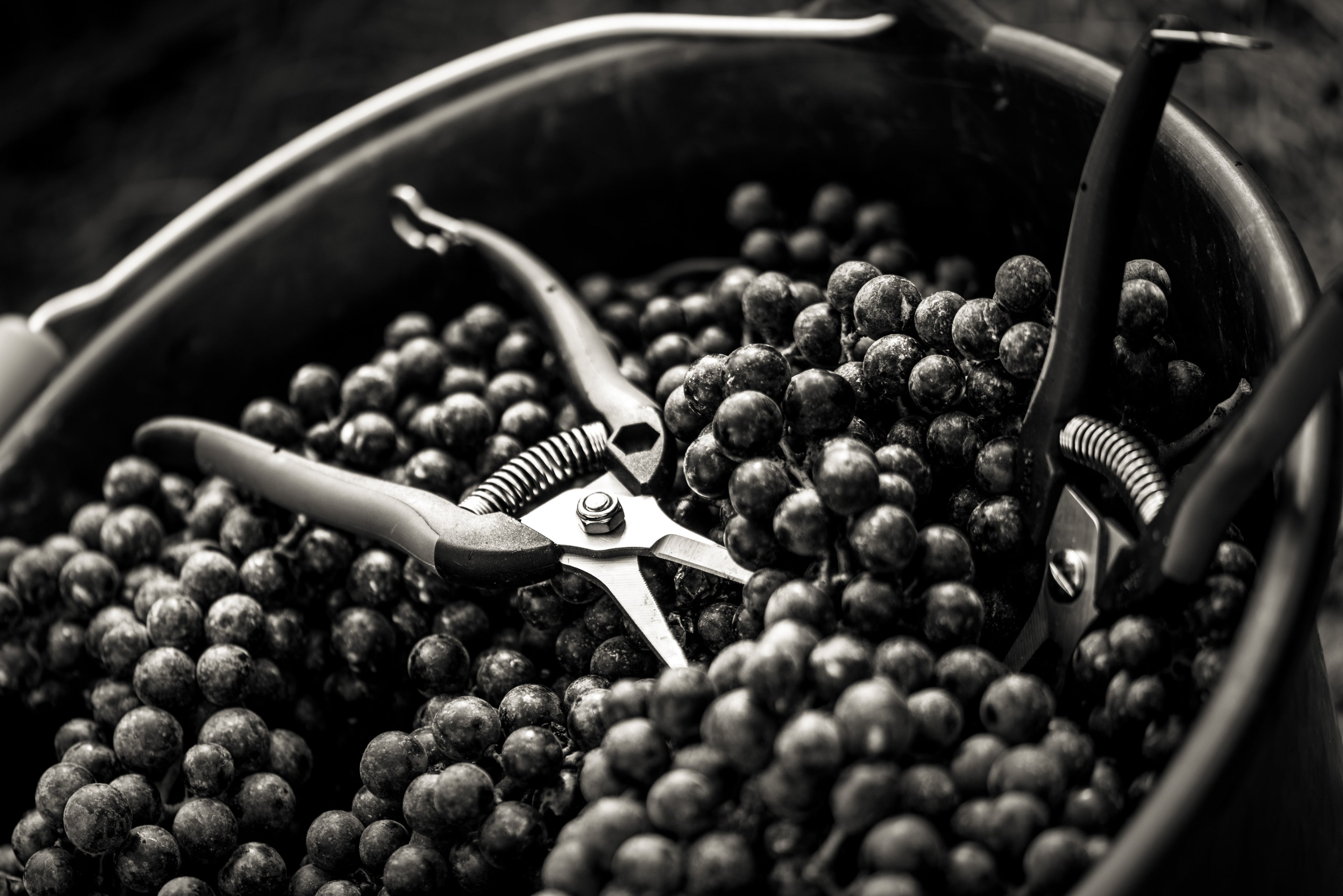 Les grappes de raisin fraîchement récoltées à la main